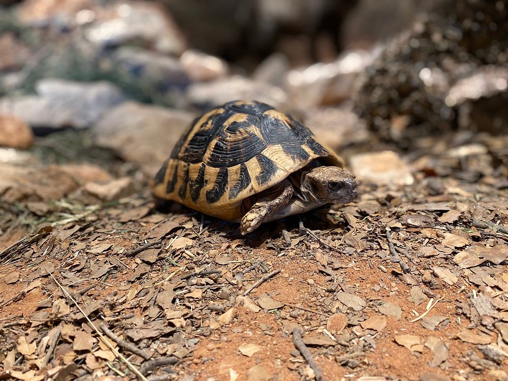 Natural History Museum of Crete: Worth Visiting?